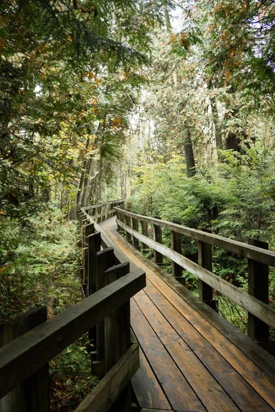 森の中の緑に囲まれた木製の通路の垂直ショット — ストック写真