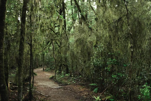 Hermosa foto de un bosque espeso con un sendero en el medio durante el día — Foto de Stock
