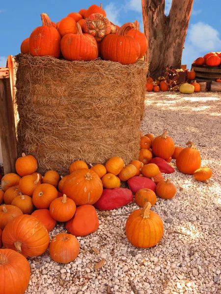 Pompoenen — Stockfoto