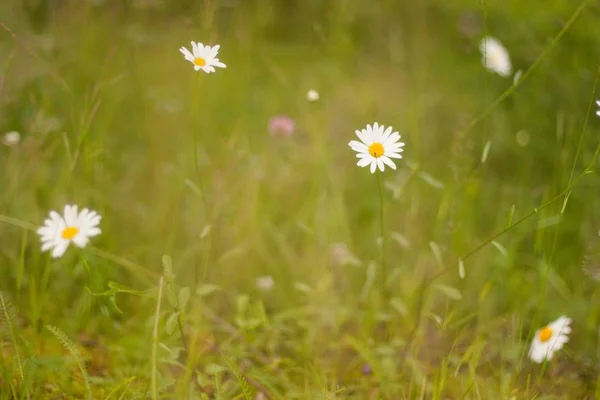 Amplio tiro de flores de manzanilla de margarita blanca en un campo —  Fotos de Stock
