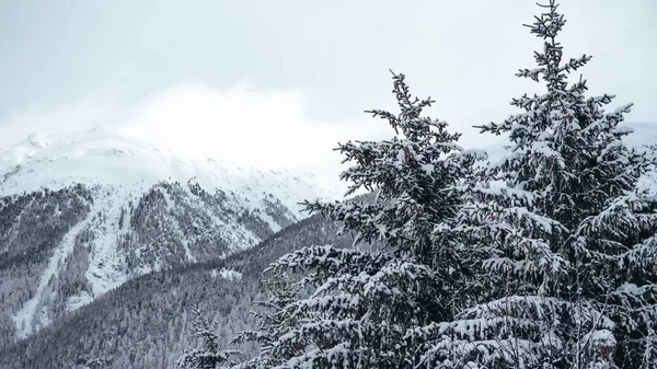 雪に覆われた松の木や山がたくさんあり — ストック写真