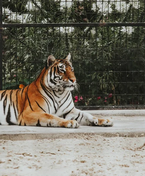 動物園で地面に横たわっているベンガルトラの美しいショット — ストック写真