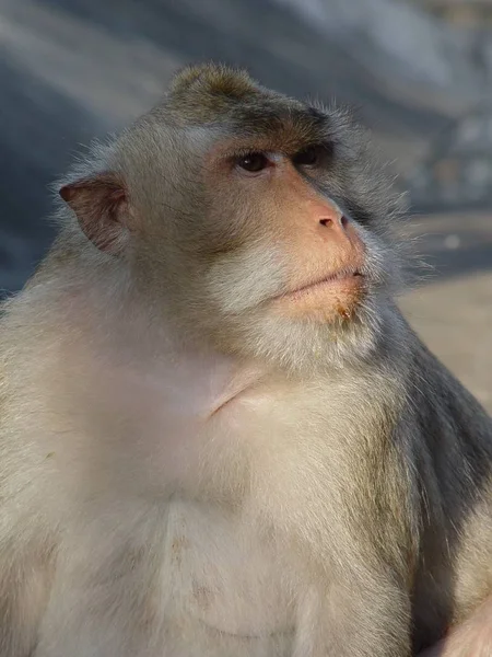 Retrato de un viejo macaco japonés —  Fotos de Stock