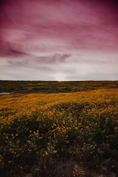 Foto vertical de un hermoso campo de flores amarillas con increíble cielo púrpura — Foto de Stock