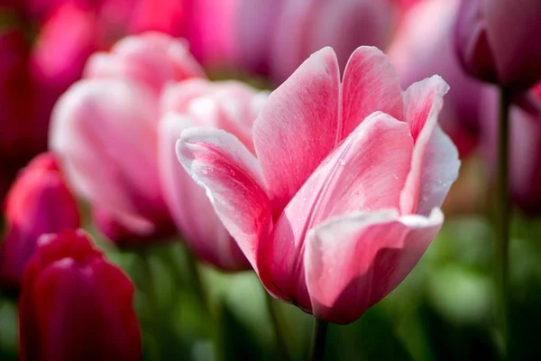 Gros plan d'une fleur de tulipe rose avec un fond naturel flou — Photo