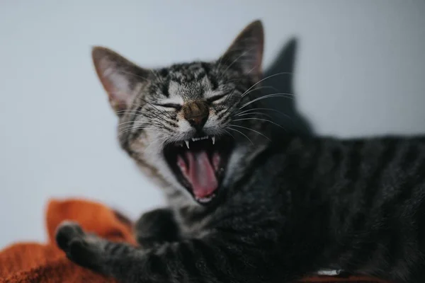 Primer plano de un gato plateado bostezando con un fondo borroso —  Fotos de Stock