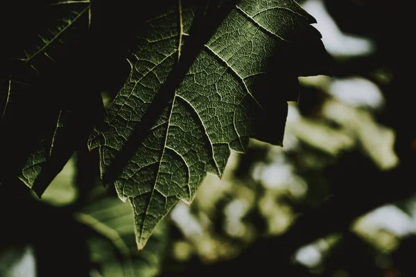 Селективный снимок крупным планом большого зелёного листа — стоковое фото