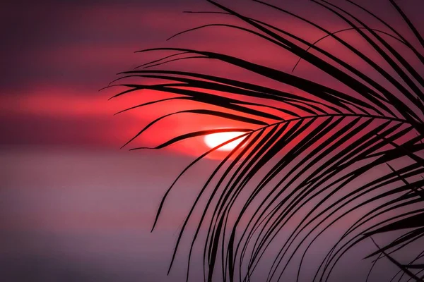 Belle mise au point sélective d'une branche d'une plante avec le coucher de soleil rouge en arrière-plan — Photo