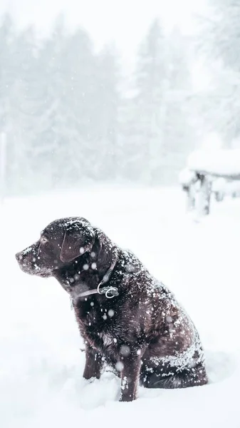 雪の中の茶色のラブラドールレトリバー犬の垂直選択的クローズアップショット — ストック写真