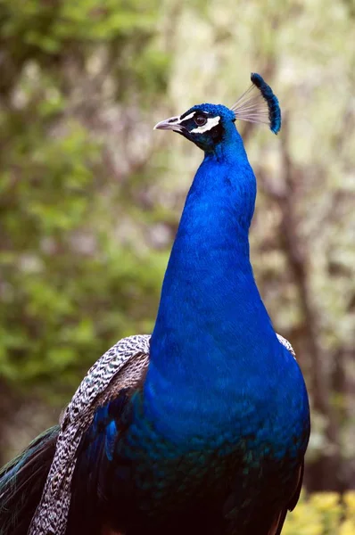 Closeup tiro de um pavão bonito azul com um fundo borrado — Fotografia de Stock