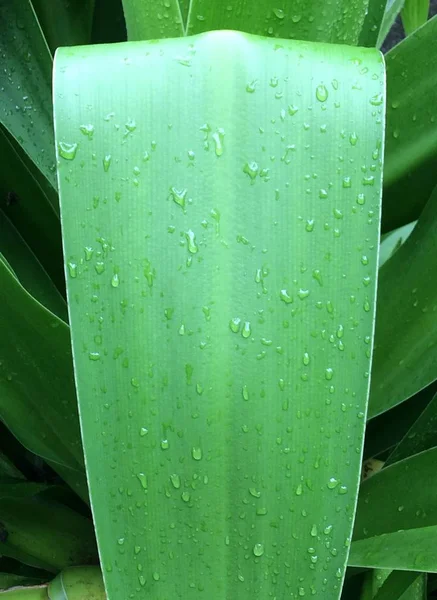 垂直的水滴在绿色的大叶子上 — 图库照片