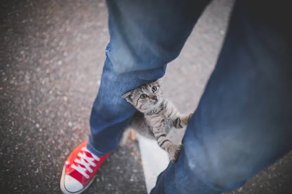 Person in denim jeans and red low-top sneakers and a cute adorable kitten in between the legs