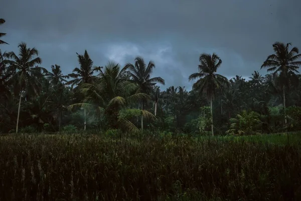 Amplio tiro de palmeras en un campo de hierba bajo un cielo nublado —  Fotos de Stock