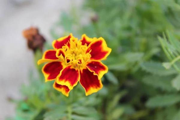 Closeup shot of a beautiful single Mexican marigold flower in a garden — Stock Photo, Image