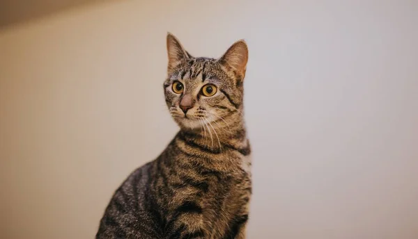 Closeup tiro de um gato cinza bonito adorável dentro de casa — Fotografia de Stock