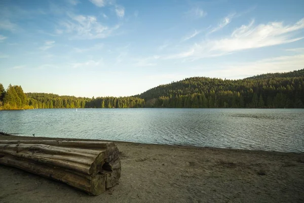 A wide shot of a huge tree trunk near lake surrounded by trees under a blue sky