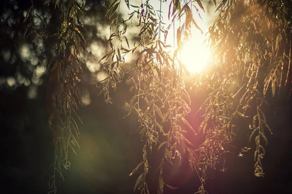 Güneşten parlayan ve bulanık doğal arka plan ile yaprakların yakın çekim — Stok fotoğraf