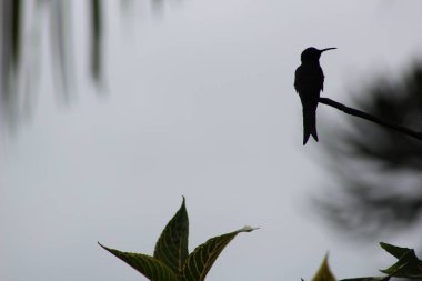 Silhouette of a bird perched on a branch of a tree with a blurred background and greenery below clipart