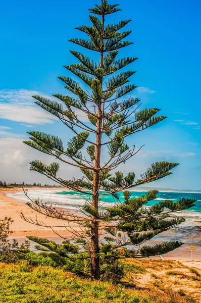 在海滩上生长的一棵美丽的单株树的竖直照片 — 图库照片