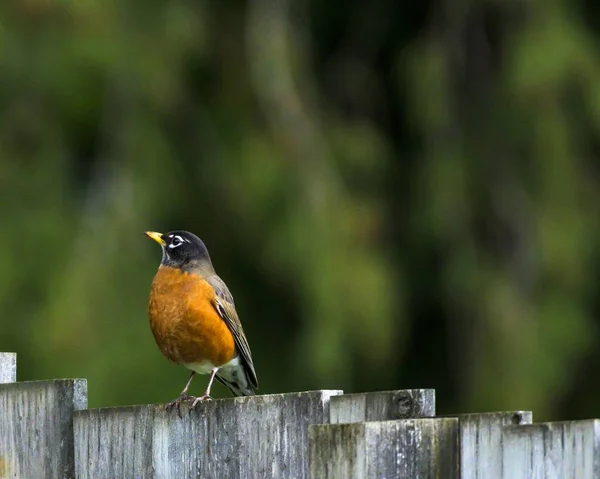 Tiro de close-up seletivo de um pássaro preto e laranja em uma cerca de madeira — Fotografia de Stock