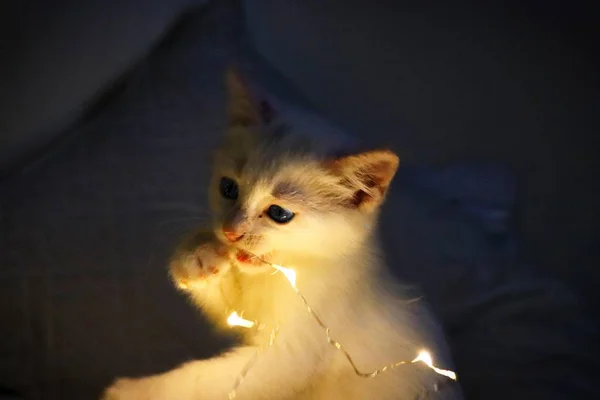 Zbliżenie strzał uroczych cute kitten gry z oświetleniem na łóżku — Zdjęcie stockowe