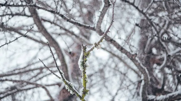 Amplio primer plano selectivo de una rama de árbol cubierta de nieve —  Fotos de Stock