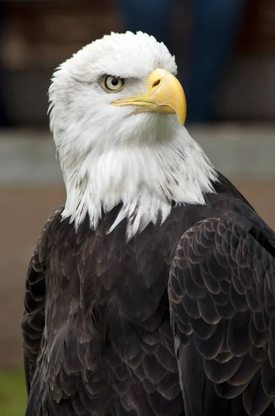 Closeup tiro de uma bela águia careca com um fundo borrado — Fotografia de Stock
