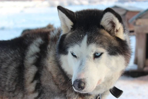 Primo piano colpo di un bel cane husky adulto carino — Foto Stock