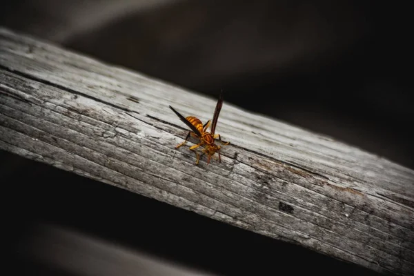 Photographie macro d'un insecte ailé sur une planche d'un bois gris — Photo