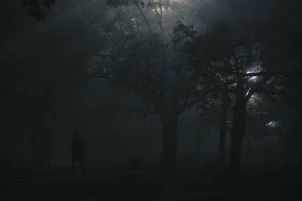 Dunkler Wald mit Bäumen und Bänken mit durchdringendem Licht während des Nachthorrorkonzepts — Stockfoto