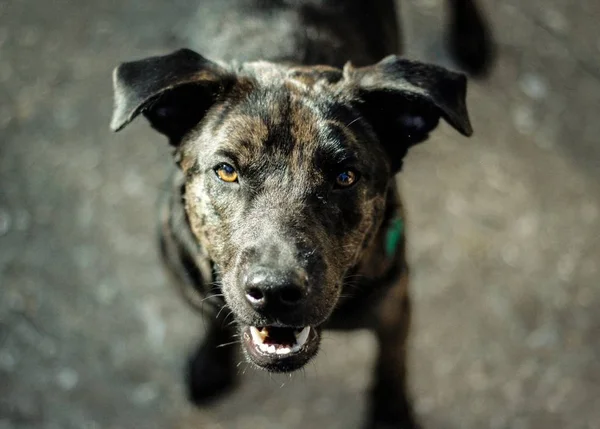 Primo piano di un cane domestico felice che guarda il suo proprietario — Foto Stock