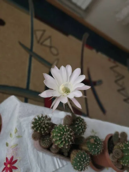 Вертикальный кадр белого цветка с кактусами в горшках — стоковое фото