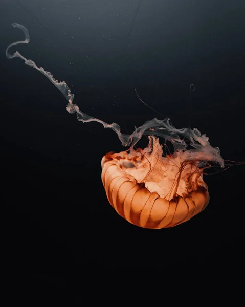 Belo tiro de uma grande medusa laranja flutuando nas profundezas do oceano escuro — Fotografia de Stock