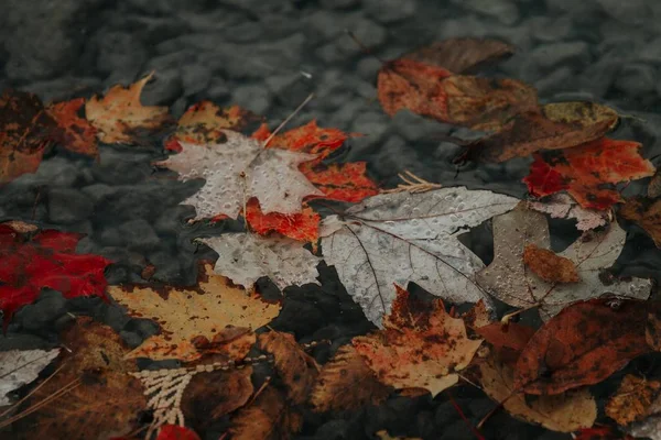 Primer plano de hojas de otoño coloridas caídas flotando en un cuerpo de agua — Foto de Stock