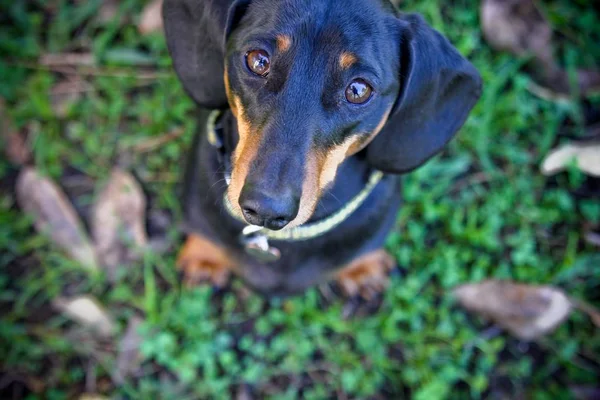 Overhead tiro de um cão bonito preto olhando para a câmera com um fundo borrado — Fotografia de Stock