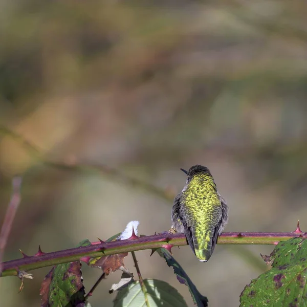 Primer plano selectivo de un colibrí rufus gris y amarillo en una rama espinosa — Foto de Stock