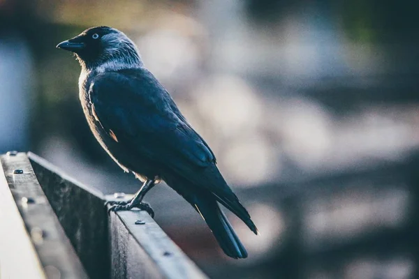 Shallow focus shot of a black bird on a perch