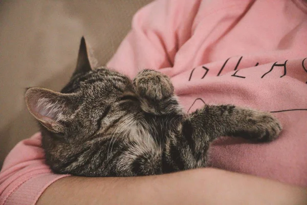 Крупный план милой очаровательной кошки, стирающейся в руках владельца — стоковое фото