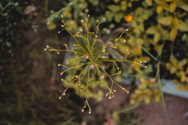 Enfoque selectivo primer plano de hermosa vegetación atascado en una tela de araña en un bosque —  Fotos de Stock