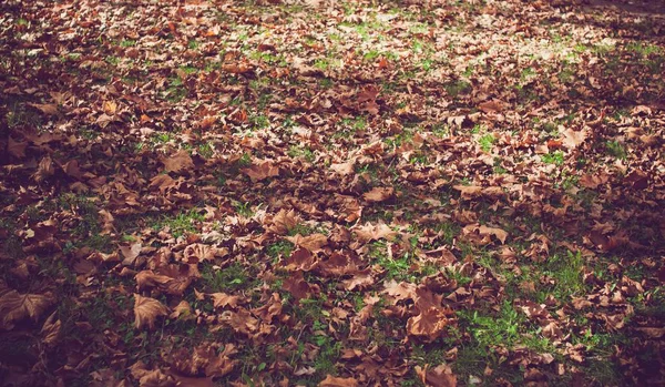 Close shot of brown leaves on a grassy field at daytime — Stock Photo, Image
