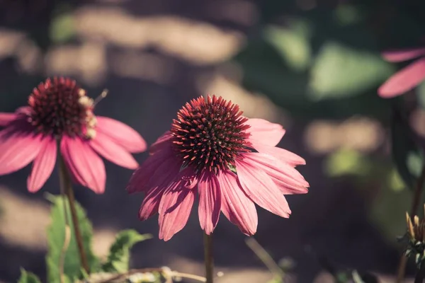 Selective focus shot of purple coneflowers in a forest — Stock Photo, Image