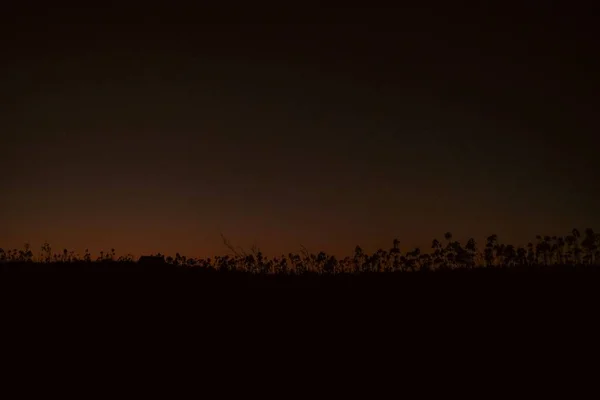 Silhouette di un campo con piante durante la notte — Foto Stock
