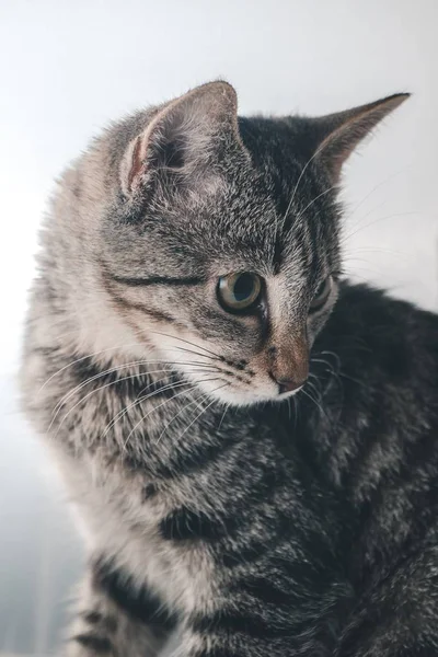 Nahaufnahme einer entzückenden niedlichen grauen Katze im Haus — Stockfoto