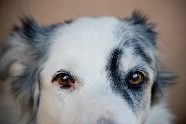 Nahaufnahme eines weißen Hundes, der in die Kamera mit verschwommenem Hintergrund blickt — Stockfoto