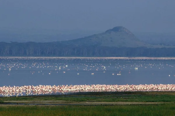 Beautiful shot of birds near the water with a mountain in the background in Kenya — Stock Photo, Image