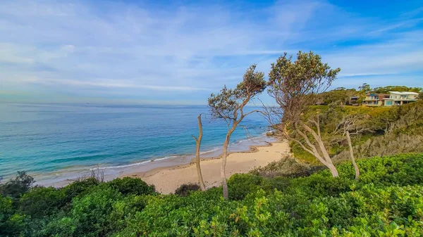 Beautiful tall greenery near the coast of the sea — Stock Photo, Image