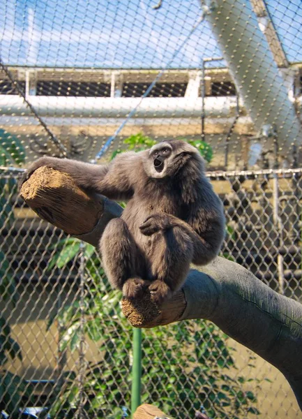 Primer plano de un raro tipo divertido de mono en una rama de un árbol en un zoológico —  Fotos de Stock