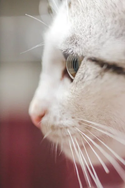 Vertical close-up tiro de um adorável bonito rosto de gato branco — Fotografia de Stock