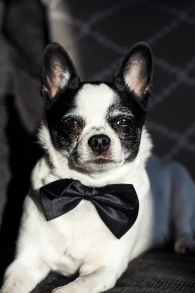 Κάθετη βολή από ένα χαριτωμένο σκυλί με μια γραβάτα ωοτοκίας σε μια μαύρη επιφάνεια με θαμπό φόντο — Φωτογραφία Αρχείου