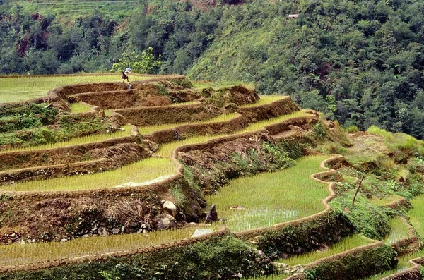 Lindo tiro dos terraços de arroz Banaue com uma colina florestada no fundo, nas Filipinas — Fotografia de Stock